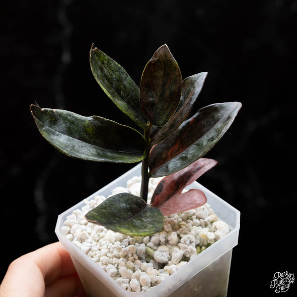 Zamioculcas zamiifolia "Raven ZZ" pink variegated  (A40)