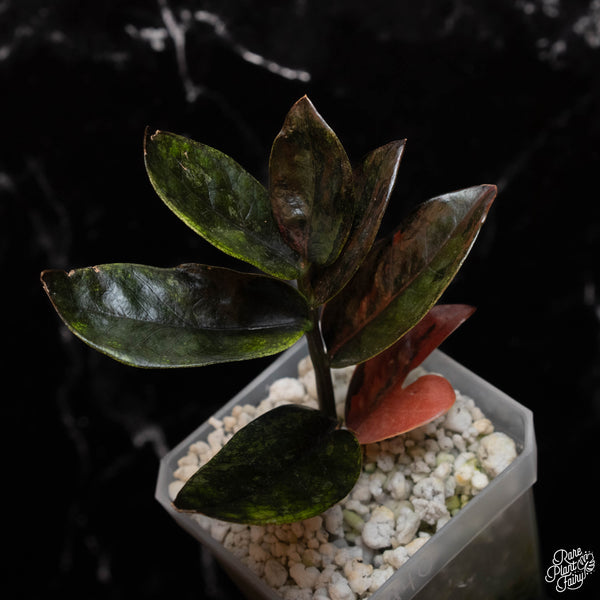 Zamioculcas zamiifolia "Raven ZZ" pink variegated  (A40)