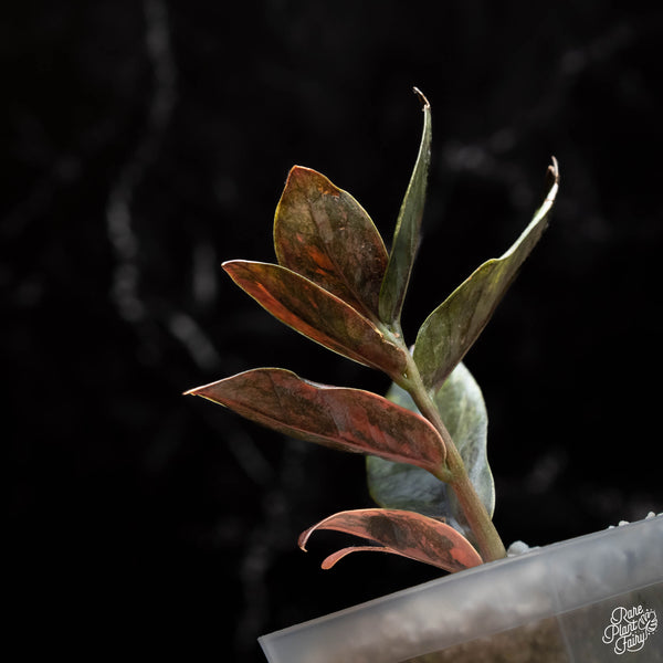 Zamioculcas zamiifolia "Raven ZZ" pink variegated  (A40)