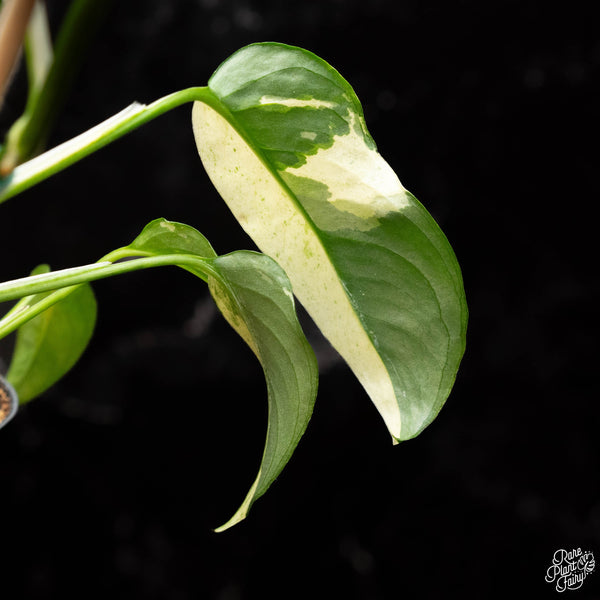 Monstera laniata mint/albo variegated *Grower's choice*