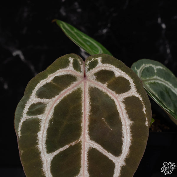 Anthurium Crystal Red '12' x  Michelle '1' by DocBlock® *Grower's choice*