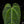 Load image into Gallery viewer, Anthurium magnificum x &#39;Ace of Spades&#39; AOS (A41) *large leaves*
