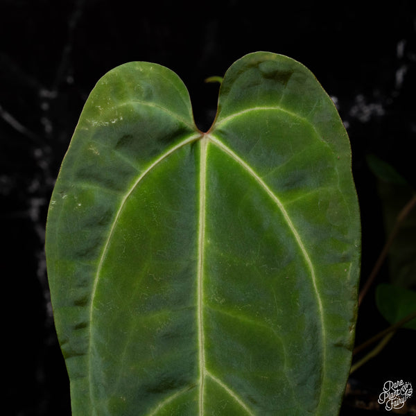 Anthurium magnificum x 'Ace of Spades' AOS (A41) *large leaves*