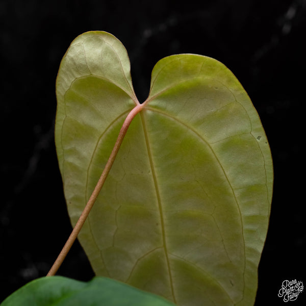 Anthurium magnificum x 'Ace of Spades' AOS (A41) *large leaves*