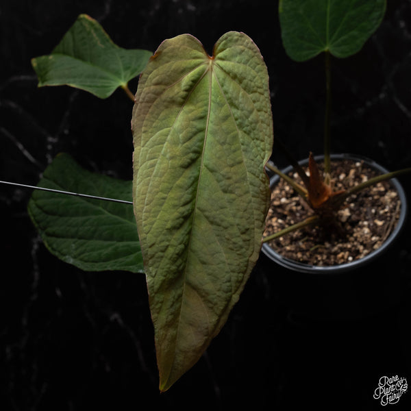 Anthurium 'Tropiflora Delta' x antolakii (Formerly BVEP) (E41)