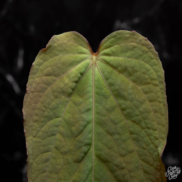 Anthurium 'Tropiflora Delta' x antolakii (Formerly BVEP) (E41)