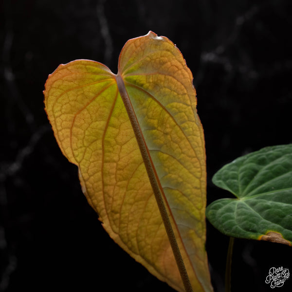 Anthurium 'Tropiflora Delta' x antolakii (Formerly BVEP) (E41)