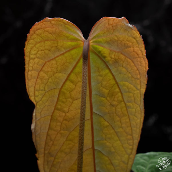 Anthurium 'Tropiflora Delta' x antolakii (Formerly BVEP) (E41)