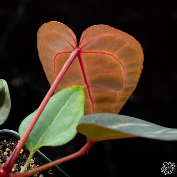 Anthurium Red Velvet Cake '24' x Home, Sweet Home '32' by DocBlock® *Grower's choice*