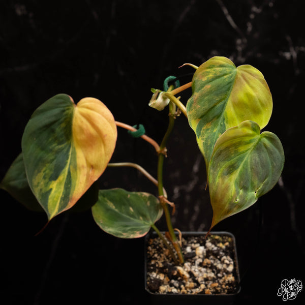 Philodendron micans aurea variegated  *Grower's choice*