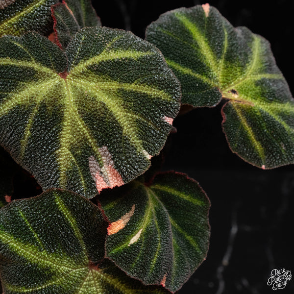 Begonia Soli-mutata variegated (Sun-changing Begonia) (low color) *Growers choice*(3" pot)