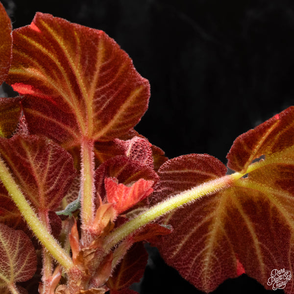 Begonia Soli-mutata variegated (Sun-changing Begonia) (low color) *Growers choice*(3" pot)