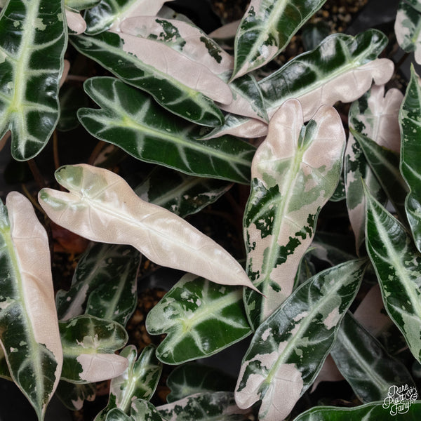 Alocasia Trio: Alocasia 'Frydek' Albo, 'Dragon Scale' Albo and 'Bambino' Pink