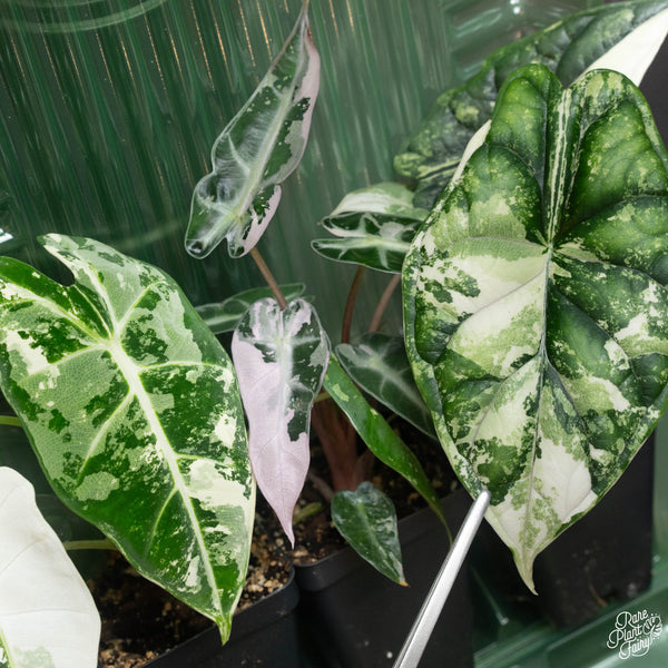 Alocasia Trio: Alocasia 'Frydek' Albo, 'Dragon Scale' Albo and 'Bambino' Pink