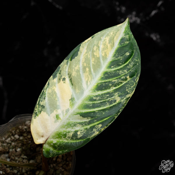 Phyllotaenium lindenii (previously named Xanthosoma lindenii) variegated (A41)