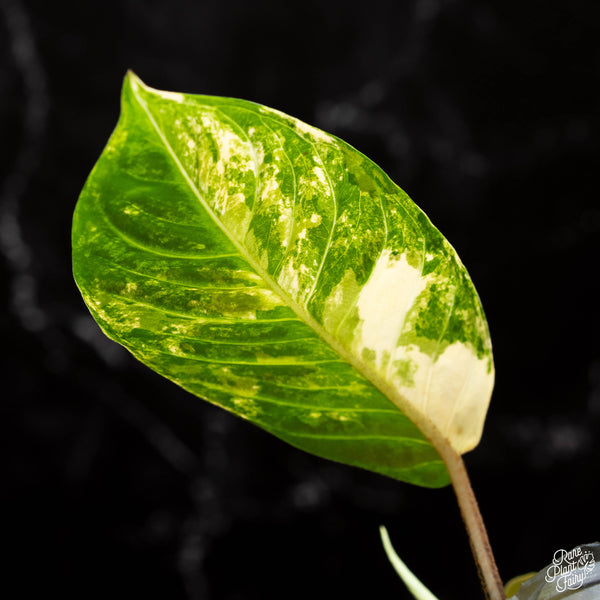 Phyllotaenium lindenii (previously named Xanthosoma lindenii) variegated (A41)