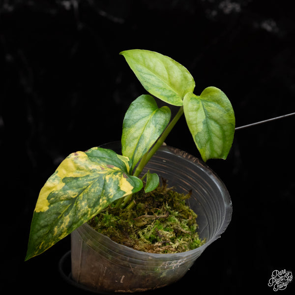 Monstera siltepecana aurea variegated (A41)