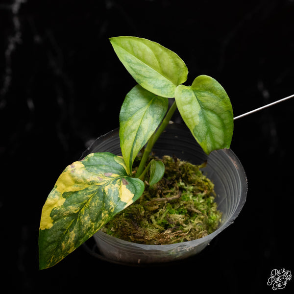 Monstera siltepecana aurea variegated (A41)