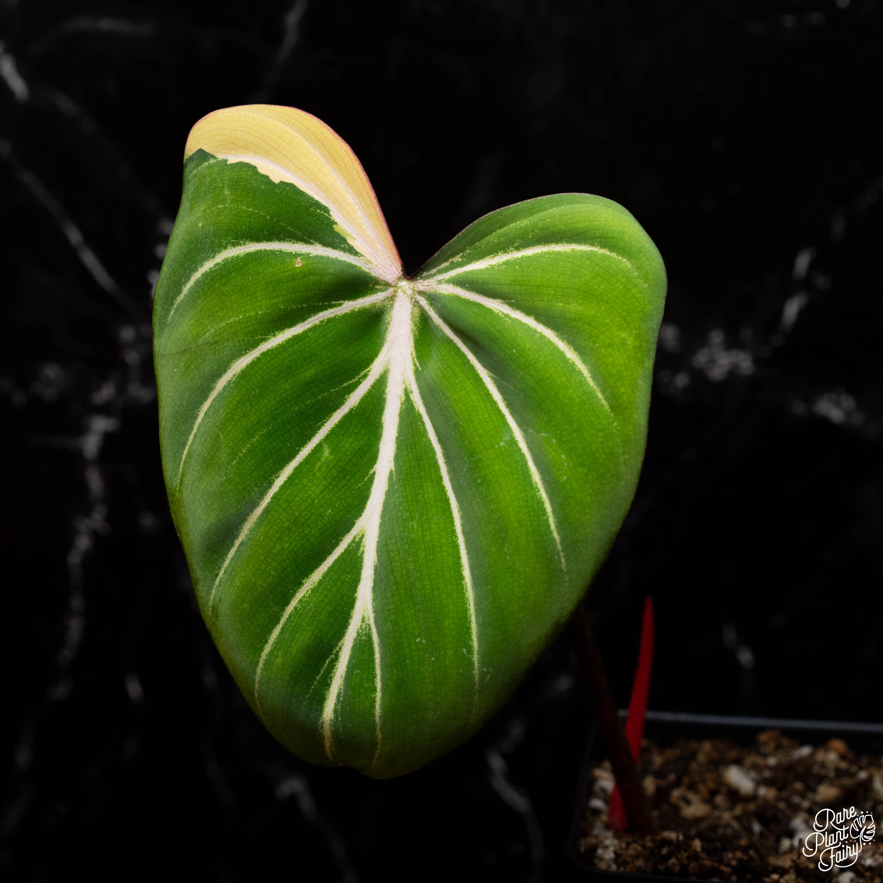 Philodendron gloriosum albo variegated *Type 1* (C41) – Rare Plant Fairy