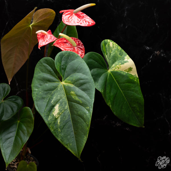 Anthurium andraeanum variegated hybrid (A41)