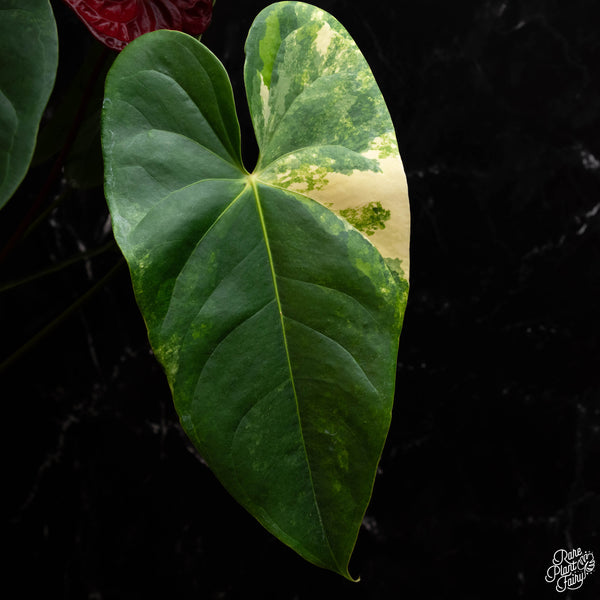 Anthurium andraeanum variegated hybrid (A41)