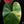 Load image into Gallery viewer, Anthurium andraeanum variegated hybrid (A41)
