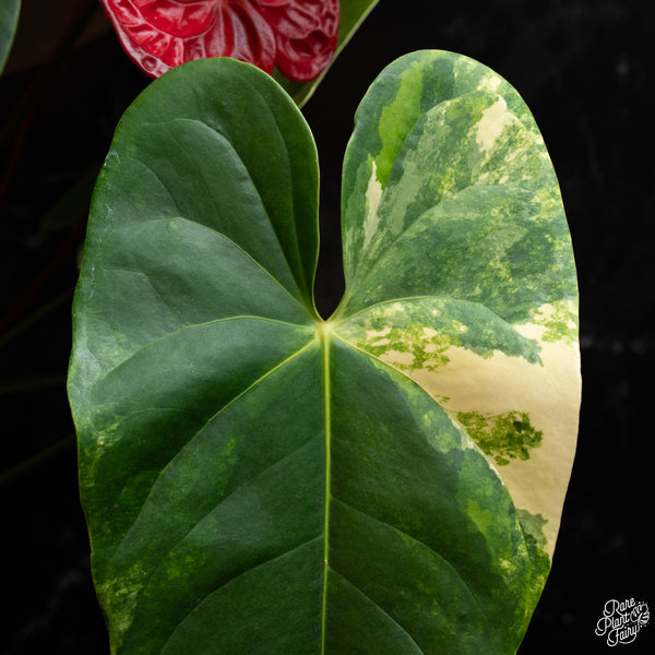 Anthurium andraeanum variegated hybrid (A41)