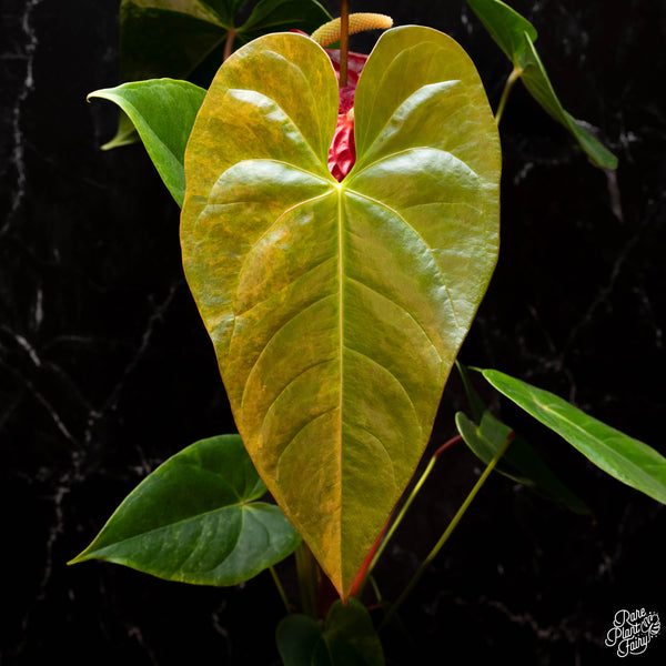 Anthurium andraeanum variegated hybrid (A41)