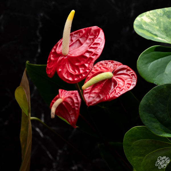 Anthurium andraeanum variegated hybrid (A41)