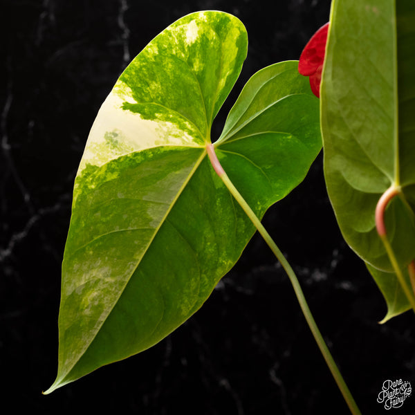 Anthurium andraeanum variegated hybrid (A41)