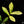 Load image into Gallery viewer, *WILD FORM* Zamioculcas zamiifolia &quot;ZZ&quot; variegated (A41)
