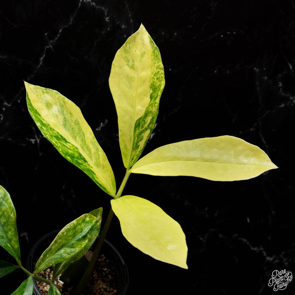 *WILD FORM* Zamioculcas zamiifolia "ZZ" variegated (A41)