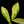 Load image into Gallery viewer, *WILD FORM* Zamioculcas zamiifolia &quot;ZZ&quot; variegated (A41)
