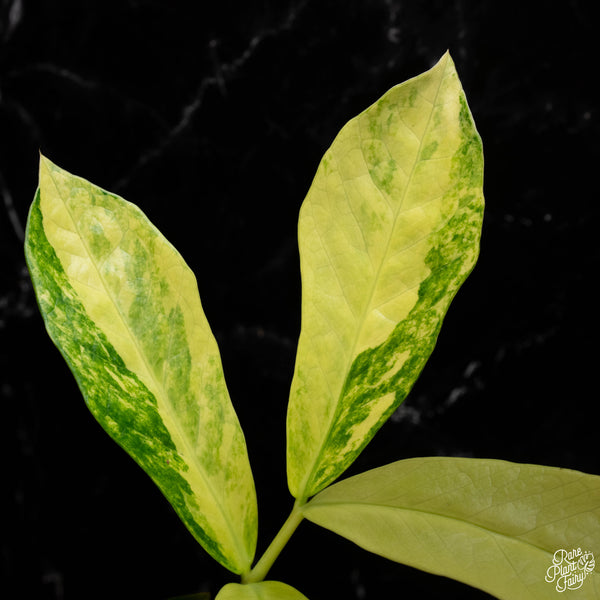 *WILD FORM* Zamioculcas zamiifolia "ZZ" variegated (A41)