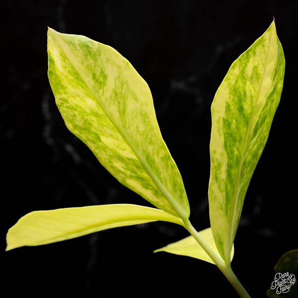 *WILD FORM* Zamioculcas zamiifolia "ZZ" variegated (A41)