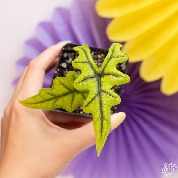 Alocasia tandurusa (previously Alocasia 'Jacklyn' or 'Jaclyn') *Grower's choice*