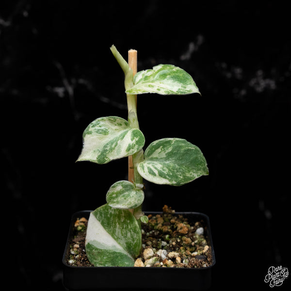 Rhaphidophora hongkongensis albo variegated *Grower's choice*