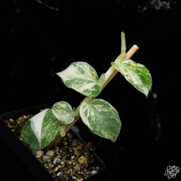 Rhaphidophora hongkongensis albo variegated *Grower's choice*