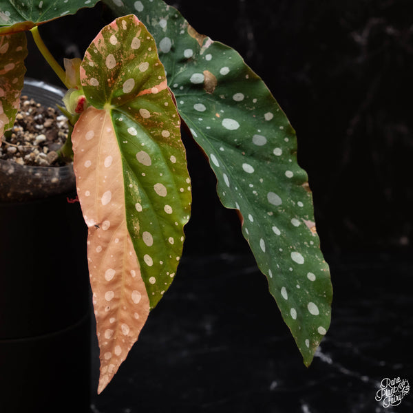 Begonia maculata variegated (A41) *2 Stems*