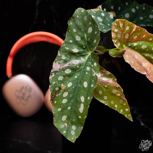 Begonia maculata variegated (A41) *2 Stems*