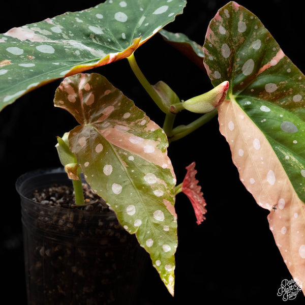 Begonia maculata variegated (A41) *2 Stems*