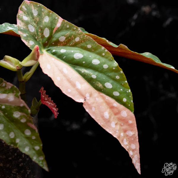 Begonia maculata variegated (A41) *2 Stems*