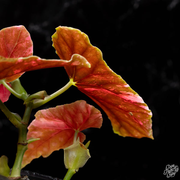 Begonia maculata variegated (A41) *2 Stems*