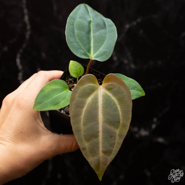 Anthurium NOID "wings" x bessea aff. *Grower's choice*