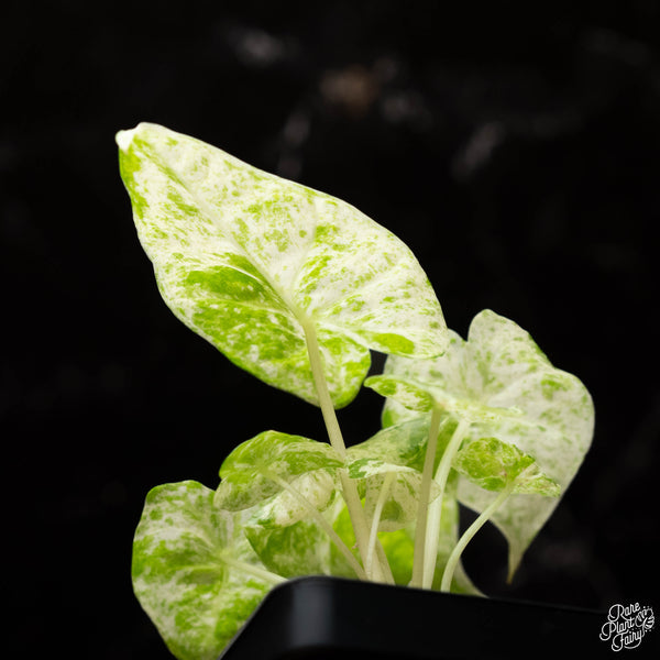 Alocasia odora batik variegated *Grower's choice*