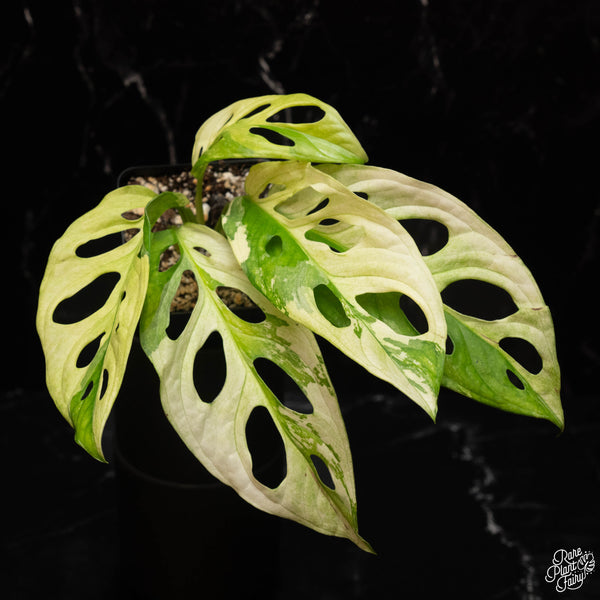 Monstera adansonii albo variegated *Grower's choice*