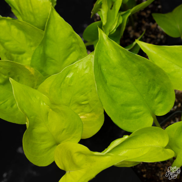 Epipremnum teruno 'Champs-Élysées' *Grower's choice*