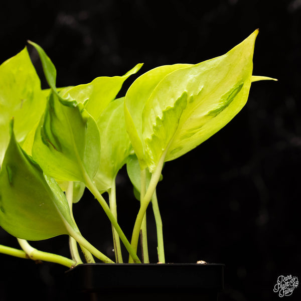 Epipremnum teruno 'Champs-Élysées' *Grower's choice*