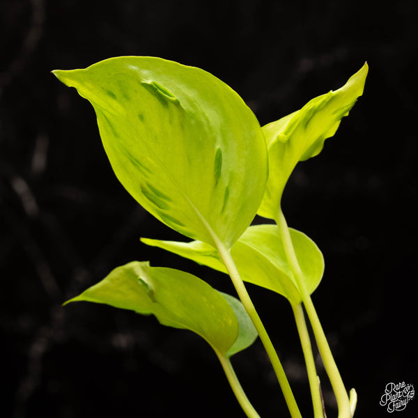 Epipremnum teruno 'Champs-Élysées' *Grower's choice*