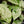 Load image into Gallery viewer, Alocasia odora batik variegated *Grower&#39;s choice*
